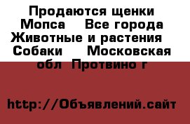 Продаются щенки Мопса. - Все города Животные и растения » Собаки   . Московская обл.,Протвино г.